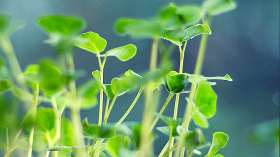 The Health Benefits Of Micro Greens