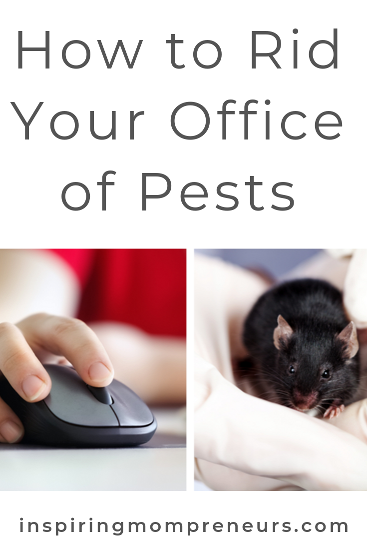 Which mouse would you rather have in your office? Here's why those pests need to go and how you can get rid of them. #howtogetridofofficepests